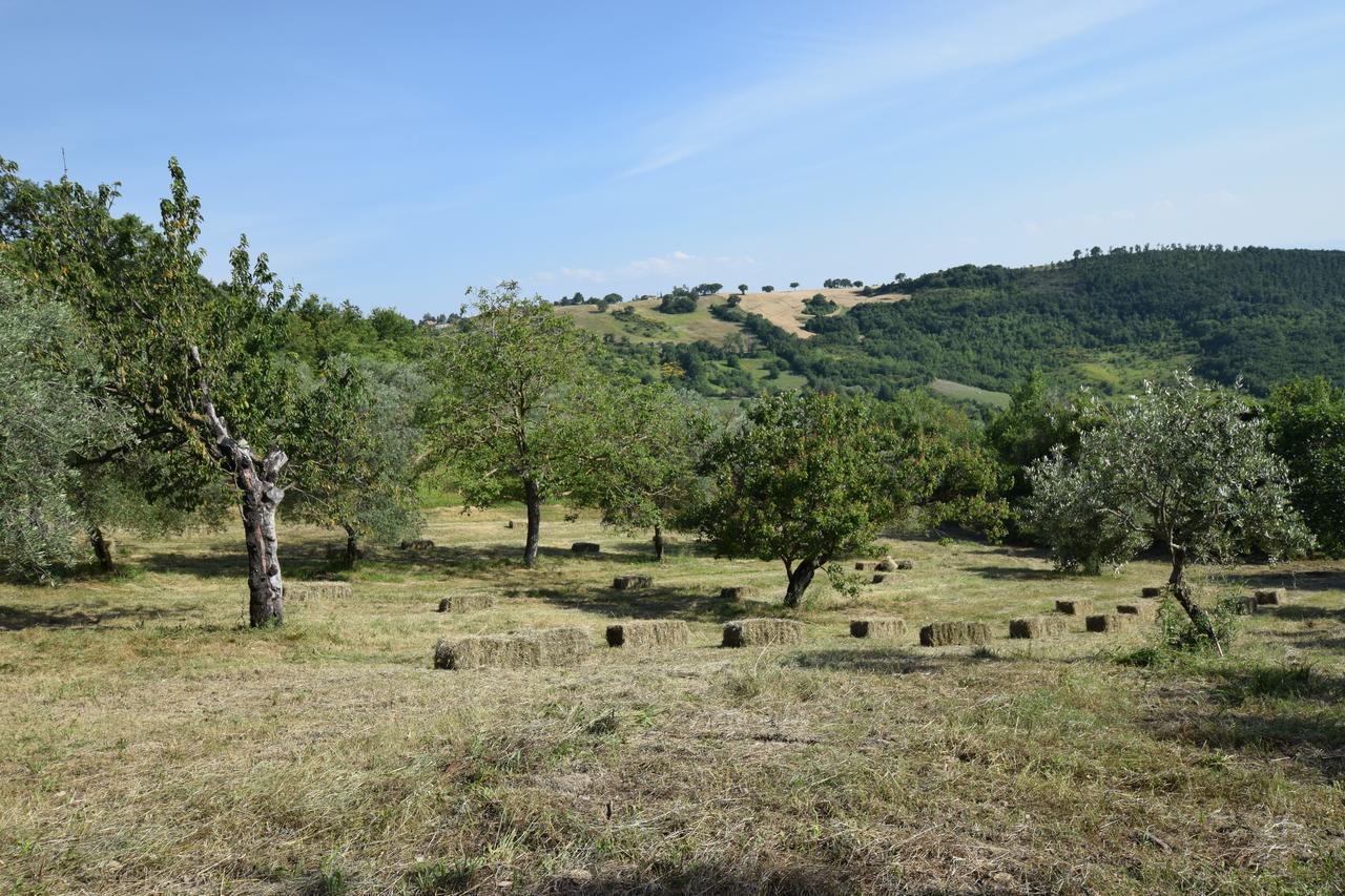 Agriturismo Terra Selvatica Valfabbrica Екстериор снимка
